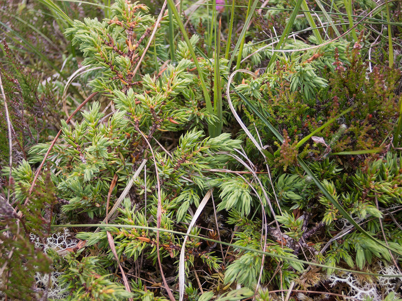 Juniper plant on the Lewis moorland