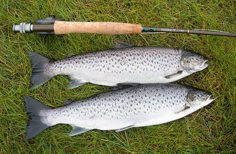 A brace of Isle of Lewis sea trout