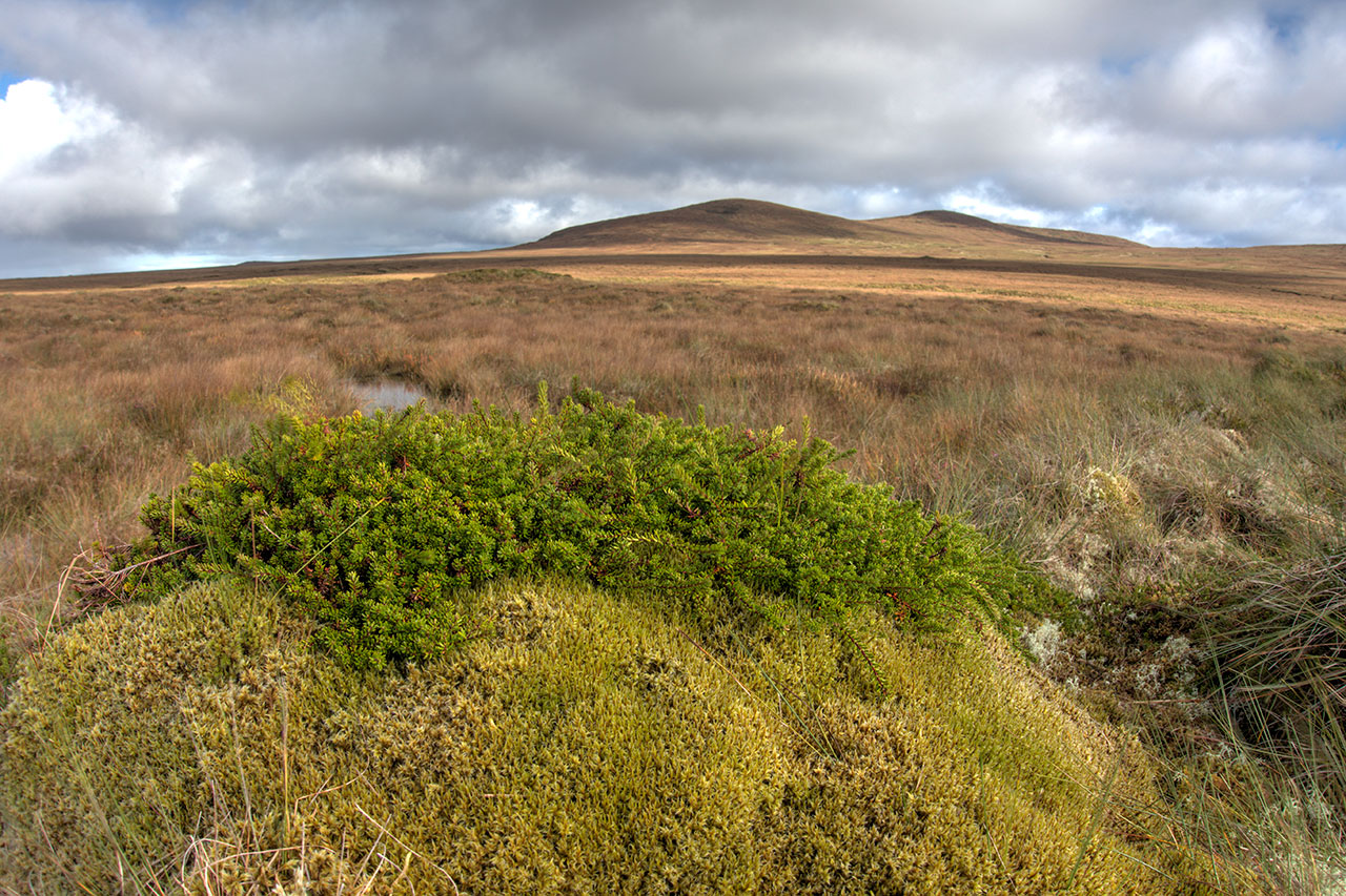 Moss on the Isle of Lewis moorland