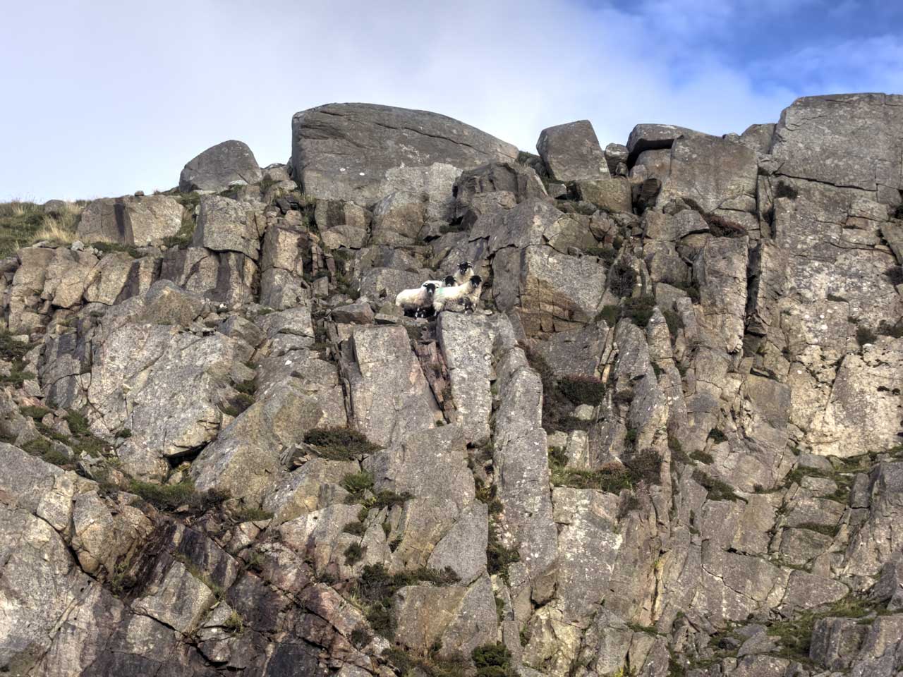 Shawbost sheep on a rocky ledge