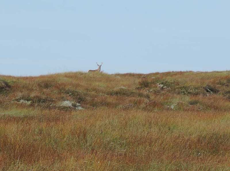 Red deer stag near Dollag's Cottage