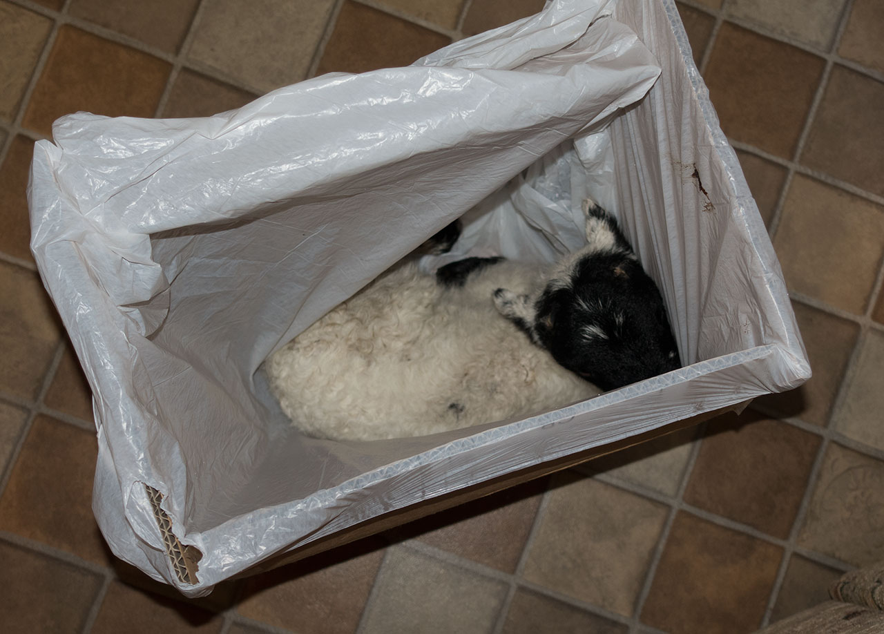 A pet lamb in a box