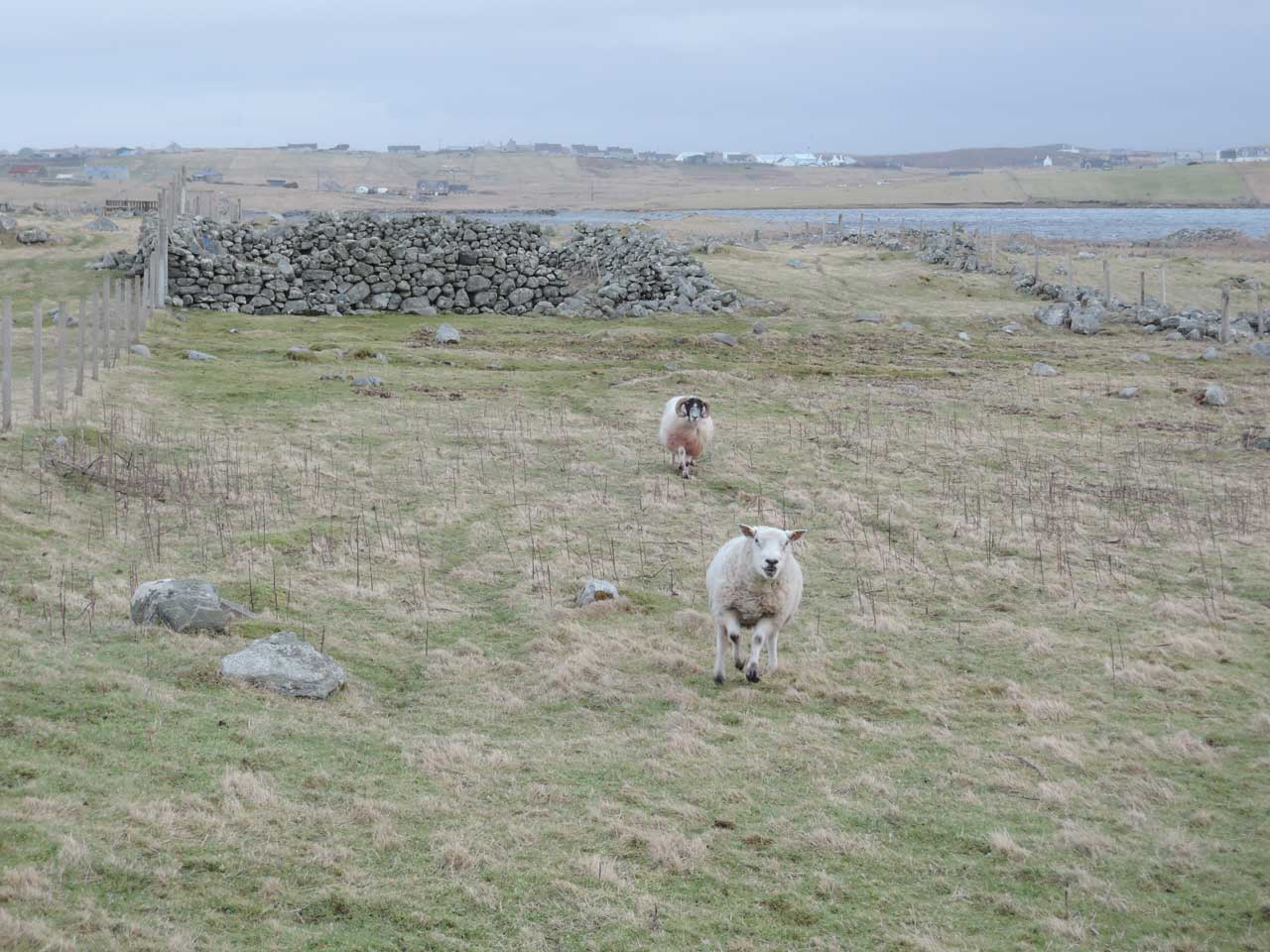 Sheep on the croft on the Isle of Lewis