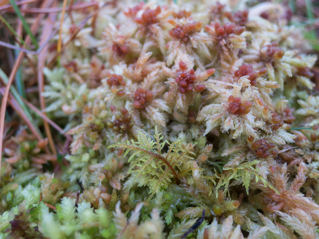 moss on the Lewis moorland