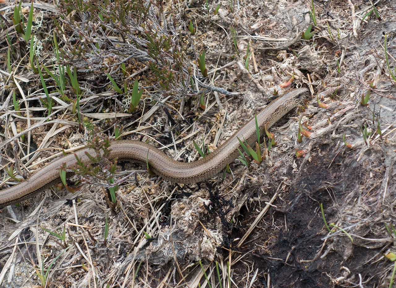 an Isle of Lewis slow worm